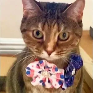 5 For $25 Sparkle / Sequin / Pearl Dog/Cat Collar Embellishment Bow F…