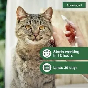 Advantage II Flea Treatment For Large Cats Over 9 Lbs - 6 Doses