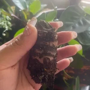 Alocasia regal shield bulb