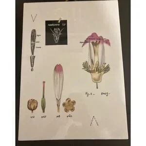 Botanical Wall Plaques Fabienne Jouvin