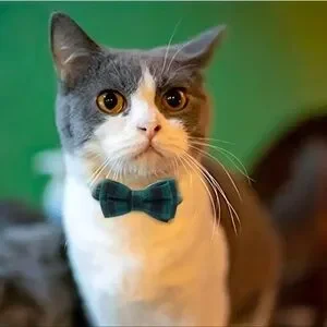 Cat Bow Tie Collar Kitten Accessory