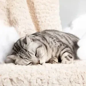 Cheshire And Wain London Cat Cloud® Throw & Bed Set In Shearling Cream