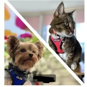 COPY - Pawtitas Pet Harness