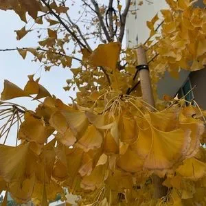 Faux Dried Auburn Yellow Branch