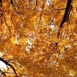 Faux Dried Auburn Yellow Branch