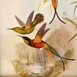 Framed Humming Bird Print Burns Boston Frame Burlwood 4 X 7 Picture Vintage