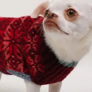 Free People X French Knot Dog Sweater