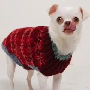 Free People X French Knot Dog Sweater