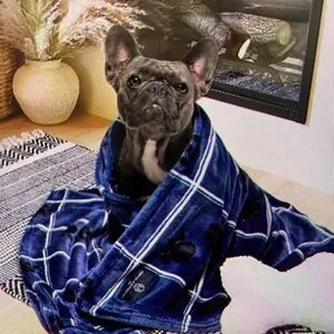 French Connection Dog Blanket