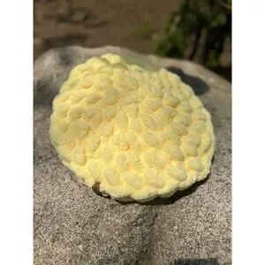 Handcrafted Cat Bed Pet Bed Small Dog Bed Biscuit Dough