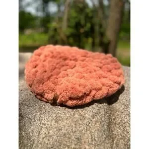 Handcrafted Cat Bed Pet Bed Small Dog Bed Biscuit Dough