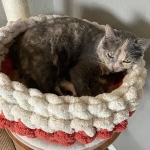 Handmade Pet Bed. NEW