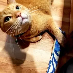 KITTY