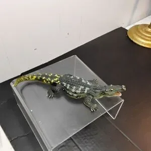Lifelike Reptile Habitat Decor - Black And Yellow