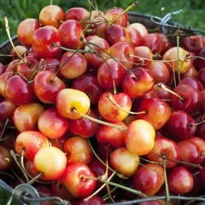 New Poster - Bucket Of Ripe Ranier Cherries (19 X 12) Farmstand