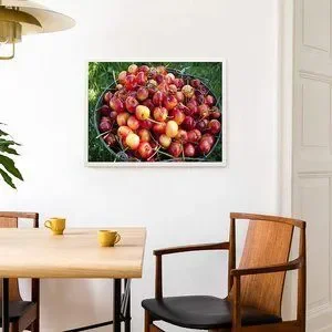 New Poster - Bucket of Ripe Ranier Cherries (19 x 12) Farmstand