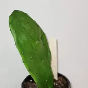 Nopal Cactus Plant With Roots In A Four Inch Pot For Terrariums And Home Decor