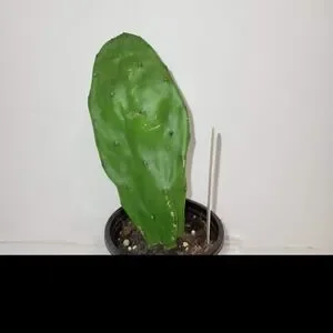 Nopal Cactus Plant With Roots In A Four Inch Pot For Terrariums And Home Decor