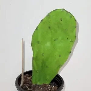 Nopal Cactus Plant with Roots In a Four Inch Pot for Terrariums And Home Decor