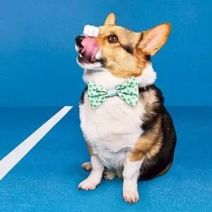 NWT Cat/Dog Bowtie Set - Stripes/ Checkerboard
