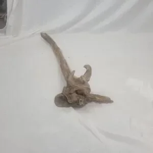 Ohio River Driftwood 37"x10.5"x9"