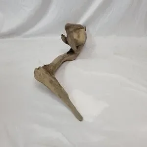Ohio River Driftwood 39"x11"x11.5"