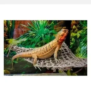 PENN-PLAX Reptology Lizard Loungers - 100% Natural Seagrass Fiber