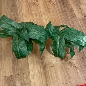 Silver Mosaic Planter With Green Foliage