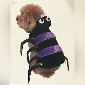 Spooky Cute Isty Bitsy Purple Plush Spider Dog Costume Halloween Small #0925094