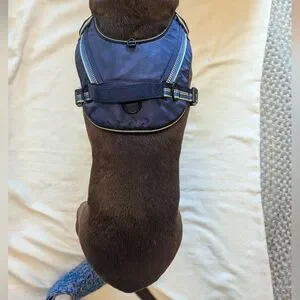 Top Paw Blue Neoprene Dog Harness
