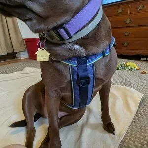 Top Paw Blue Neoprene Dog Harness