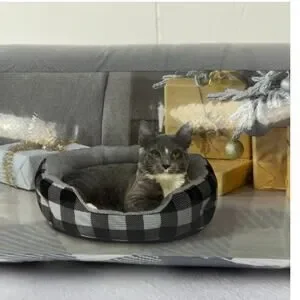 Vibrant Life Round Cuddler Small Dog / Cat Bed Black and White Plaid 19"x6" NIB